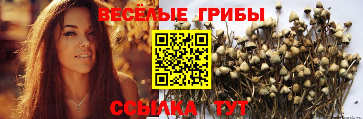 Галлюциногенные грибы Psilocybe Нововоронеж